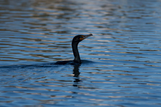 istock Double-Crested Cormorant swimming on a calm lake 1849575382