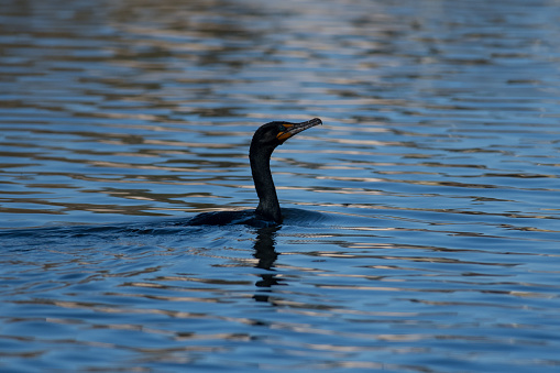 Double-Crested Cormorant arrives at a park in New York during spring migration