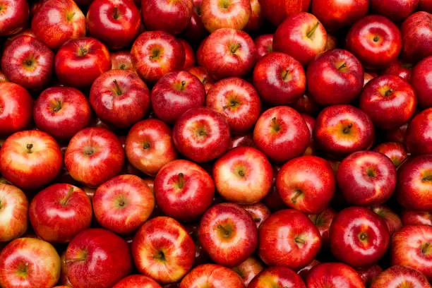 Pile of red Royal Gala apples