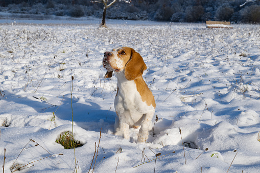 Young beagle enjoying snow