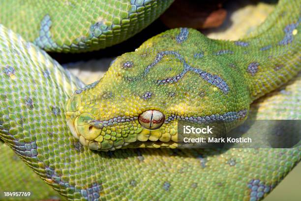 Green Tree Python Stock Photo - Download Image Now - Animal, Animal ...