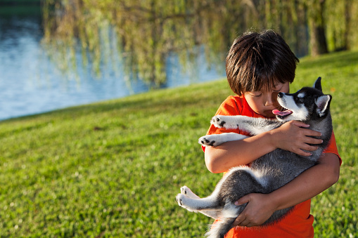 Asian boy (10 years) holding Alaskan Klee Kai puppy (12 weeks).