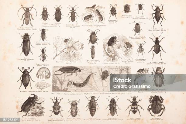 Gravieren Andere Insekten Käfer Von 1878 Stock Vektor Art und mehr Bilder von Illustration - Illustration, Marienkäfer, Rosenkäfer