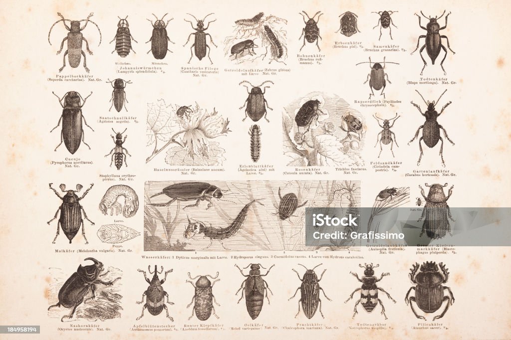 Grabado diferentes insectos beetles de ° 1878 - Ilustración de stock de Escarabajo Goliat libre de derechos