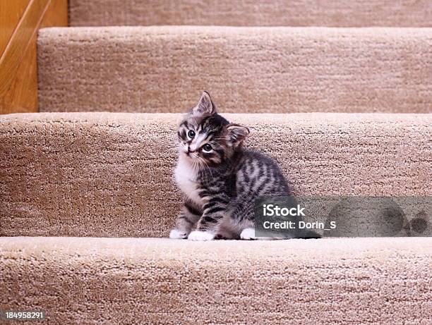 かわいい子猫の好奇心の階段 - 内階段のストックフォトや画像を多数ご用意 - 内階段, 段, 飼い猫