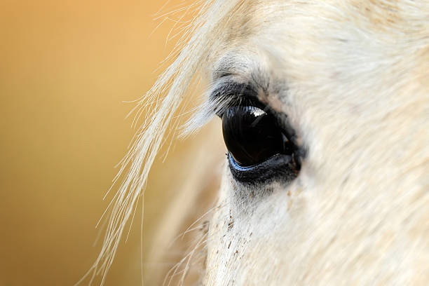 eye os un cheval blanc sur fond jaune - animal retina photos et images de collection