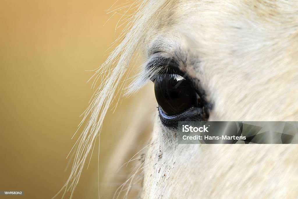 Eye os a white horse on yellow background Closeup of a white horse eye on yellow background Horse Stock Photo