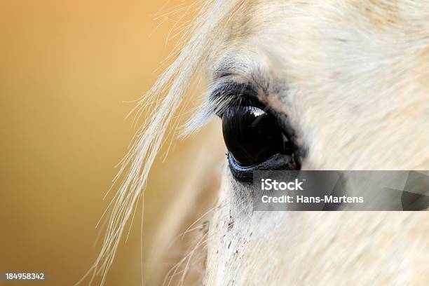 Eye Os A White Horse On Yellow Background Stock Photo - Download Image Now - Horse, White Horse, Close-up