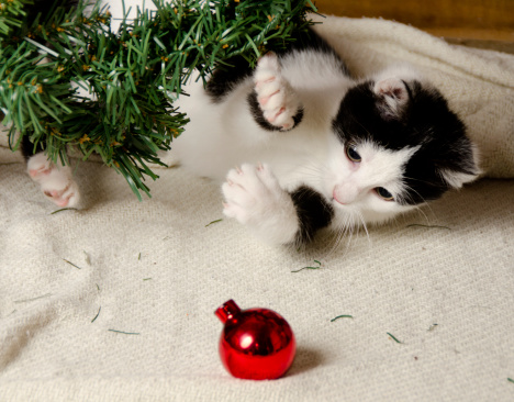 a black and white kitten is playing with greenery and a red tree ornament