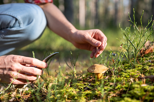 Man picking edible mushroom in autumn forest with knife in hands, close-up view. Unrecognizable male finding fresh mushrooms walking outdoors enjoying nature. Mushroom picker, mushrooming concept.