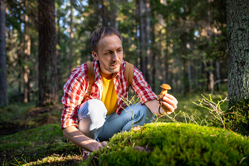 Pleased man picking moss mushroom while walking in woods. Amateur mushroom picker middle-aged guy in dense forest among trees, grass, foliage, moss, examines collects picks edible fresh funguses.