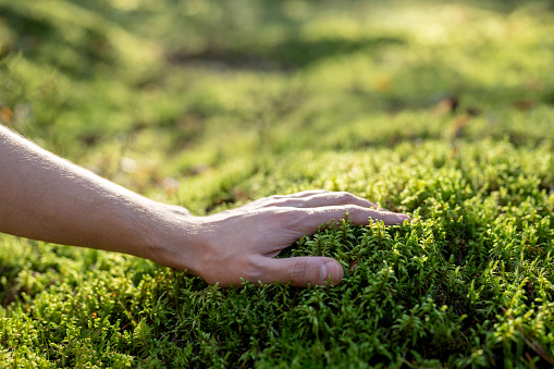 Male hand touches green moss, illuminated by sun. Unity with nature, restoration of strength, energy, peace of mind from walks in forest, unhurriedness. Mental stability, pleasant pastime in fresh air