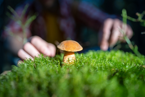 Moss mushroom among grass, close up. Male guy man blurred hands cautiously reach out to lonely growing brown xerocomus mushroom of boletus family among green fresh moss in forest woods grove