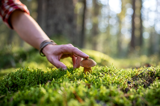 Forester touches mushroom growing in thicket of juicy green moss with finger. Moss mushroom or Xerocomus attracts attention with solitude and bright brown cap. Morning forest shines in rays of sun