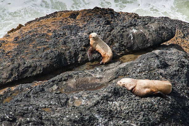 Sea Lions Resting by the Water's Edge This pair of Sea Lions was photographed while resting on the rocks at Carl G. Washburne Memorial State Park near Florence, Oregon, USA. jeff goulden oregon coast stock pictures, royalty-free photos & images