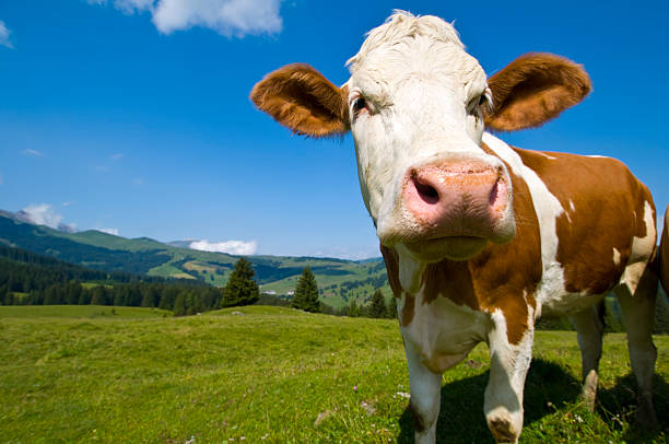 istock Cow in the mountains 184958916