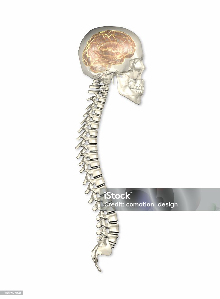 Tête humaine et la colonne vertébrale - Photo de Colonne vertébrale humaine libre de droits