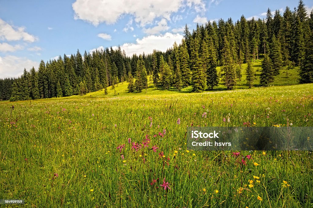 HDR 花の牧草地でツィラータール渓谷のアルプスの風景(Austria )（オーストリア） - オーストリアのロイヤリティフリーストックフォト