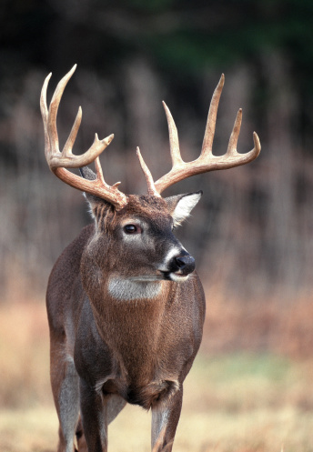 Close-up of a 10-point (Eastern count) whitetail buck. TN.