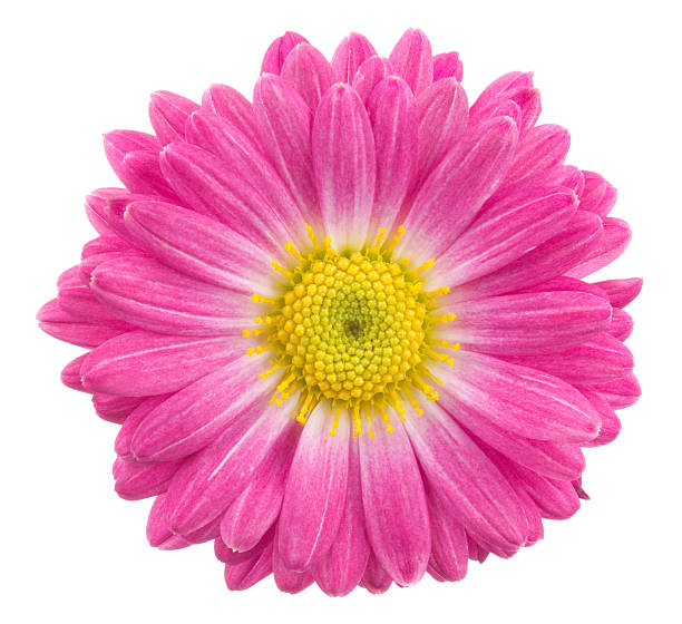 crisantemo - gerbera daisy single flower flower spring fotografías e imágenes de stock