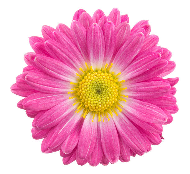 хризантема - single flower isolated close up flower head стоковые фото и изображения