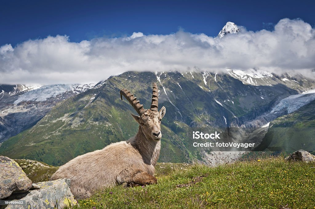 Bouquetin assis dans la prairie de montagne des sommets alpins - Photo de Alpes européennes libre de droits