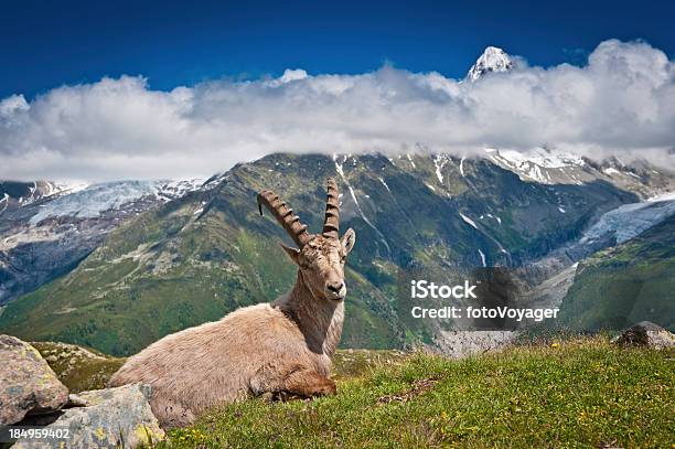 Photo libre de droit de Bouquetin Assis Dans La Prairie De Montagne Des Sommets Alpins banque d'images et plus d'images libres de droit de Alpes européennes