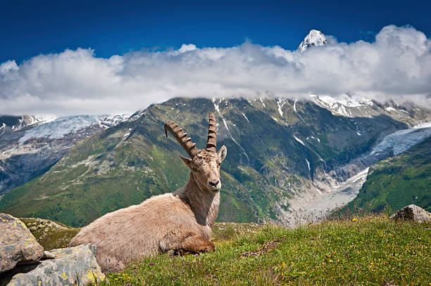 istock Ibex sitting in mountain meadow among Alpine peaks 184959402