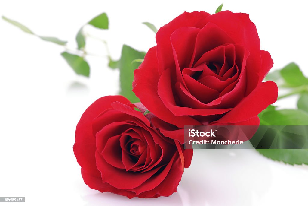 Red Roses on white with copy space Bright Stock Photo