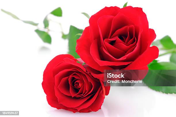 Red Roses On White With Copy Space Stock Photo - Download Image Now - Bright, Bud, Celebration Event