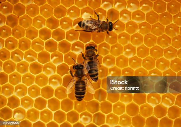 Pszczoły - zdjęcia stockowe i więcej obrazów Bliski - Bliski, Bliskie zbliżenie, Fotografika