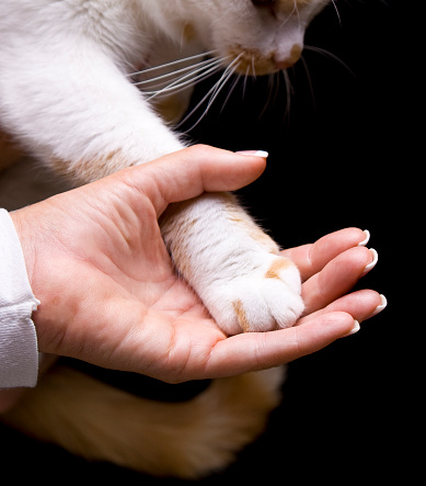 Hand holding cat paw. Concept for veterinarian office or animal caring.