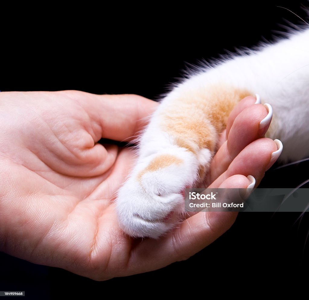 Vétérinaire - Photo de Chat domestique libre de droits