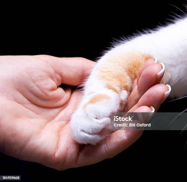 Veterinarian Stock Photo - Download Image Now - Domestic Cat, Undomesticated Cat, Paw