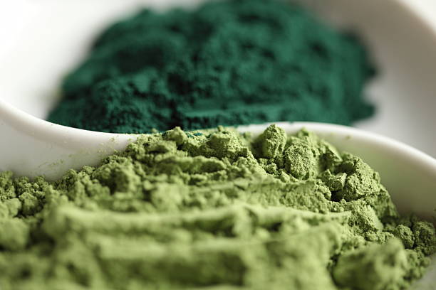 jęczmienia zielona trawa i spirulina w proszku - algae cell plant cell micro organism zdjęcia i obrazy z banku zdjęć