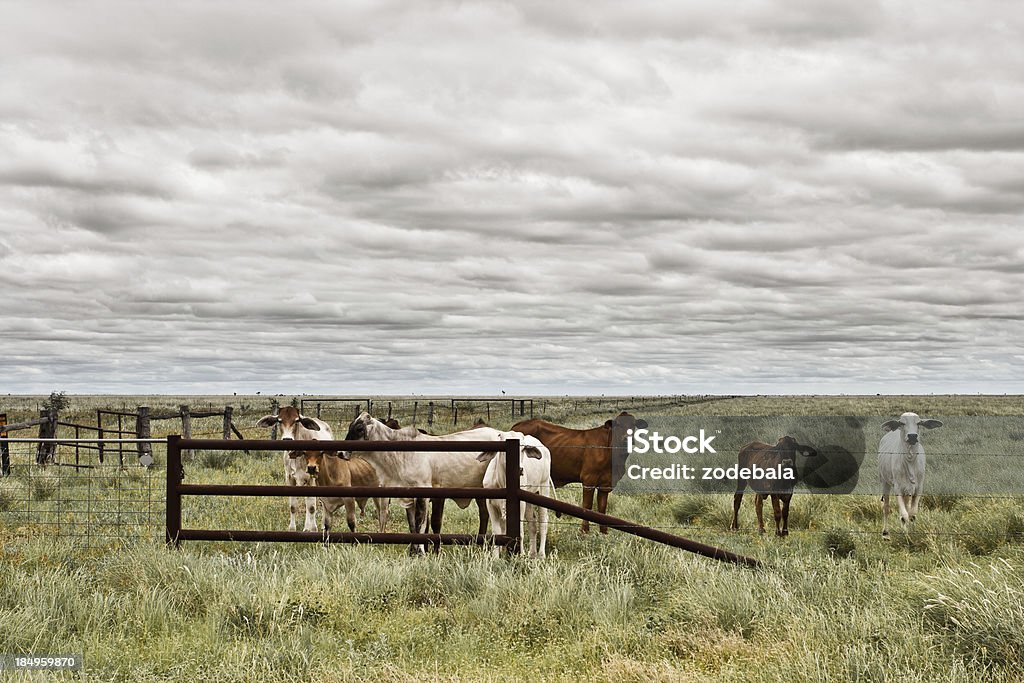 Las vacas En el Outback, Territorio Septentrional, Australia - Foto de stock de Australia libre de derechos