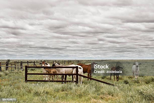 Las Vacas En El Outback Territorio Septentrional Australia Foto de stock y más banco de imágenes de Australia