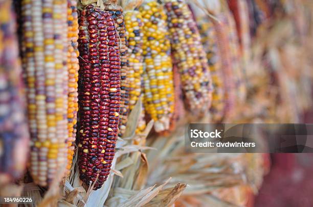 Photo libre de droit de Maïs Indien banque d'images et plus d'images libres de droit de Aliments et boissons - Aliments et boissons, Automne, Culture agricole