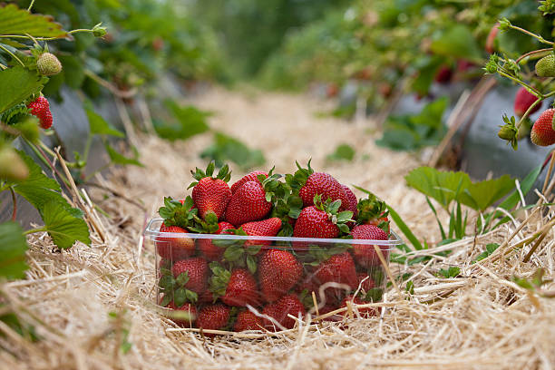 istock Basket of freshly collected strawberries 184960244