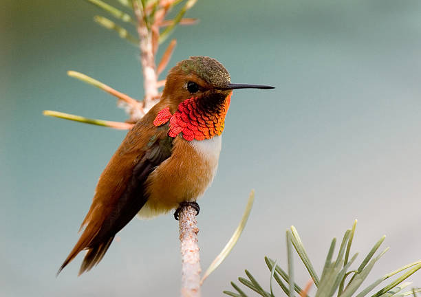istock Rufous Hummingbird - Male 184960281