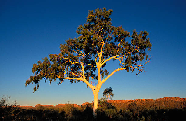 An elegant ghost gum basks in a summer sunset with the setting sunaas rays highlighting the dominant tree against a deep blue sky.  Shadows form around the base of the tree and the escarpment of a range of red hills is in the lower background.  Eucalyptus papuana var. aparrerinja or Corymbia aparrerinja