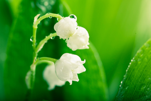 lily-of-the-valley flowers and leaves, covered with drops of water
