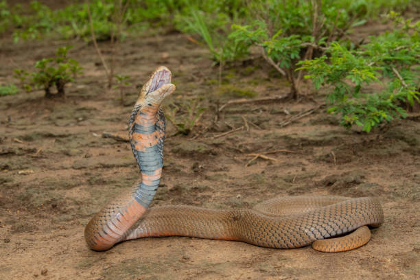 istock Mozambique Spitting Cobra (Naja mossambica) 1849604203