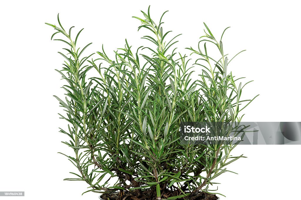 Rosmaninho (rosmarinus officinalis), isolado a branco - Royalty-free Alecrim Foto de stock