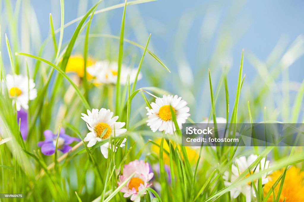 Fondo de primavera - Foto de stock de Prado libre de derechos