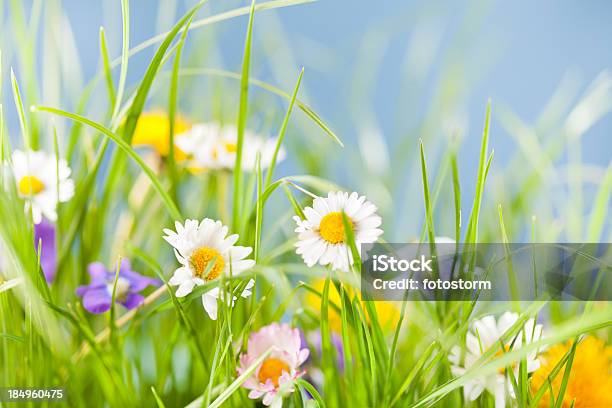 Fondo De Primavera Foto de stock y más banco de imágenes de Prado - Prado, Flor, Primavera - Estación