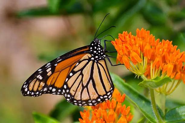 Photo of Monarch's Summer