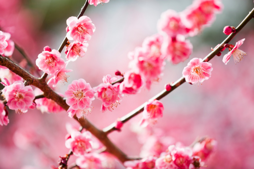 pink plum blossoms in early spring#aa