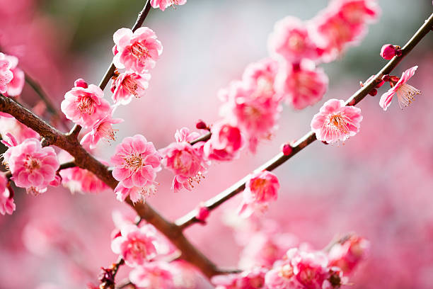 Plum Blossoms pink plum blossoms in early spring#aa plum blossom stock pictures, royalty-free photos & images
