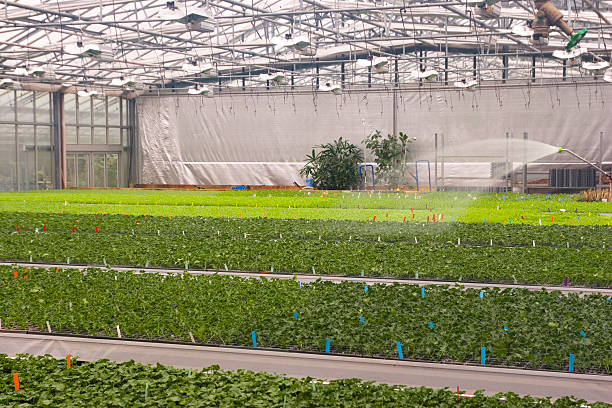 istock Plant Irrigation in Greenhouse 184960946